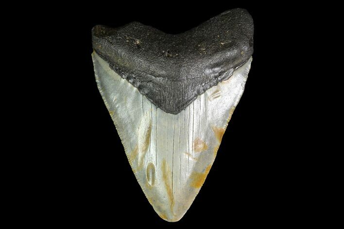 Fossil Megalodon Tooth - North Carolina #129960